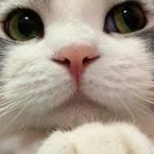 Profile photo of Fibos