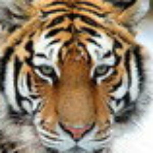 Profile photo of MK